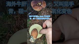 5秒见证［见手青/海湾牛肝菌］Bay Bolete变色🍄#wild #mushroom 19/10/23.