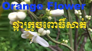 ផ្កាក្រូចពោធិ៍សាត់  Orange Flower