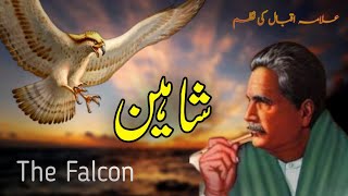 Shaheen Beautiful Poetry by Allama Iqbal | Baal e Jibreel | Iqbaliyat | The Falcon | Shamma e Dil