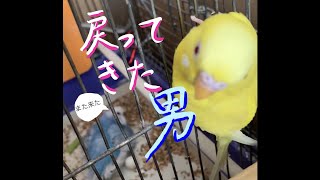 【オスは子育てする？】セキセイインコ ヒナ孵化2日目その1★Hatched! Day2 No.1 #セキセイインコ