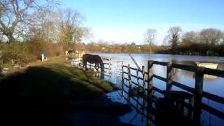 Our horses mill lane blaby leicestershire