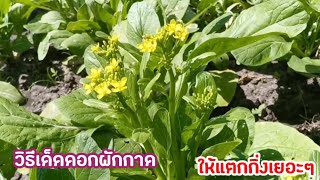 เด็ดดอกผักกาดกวางตุ้งฮ่องกงให้เก็บได้หลายครั้ง#ง่ายกว่าที่คิด