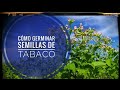 Cómo germinar semillas de tabaco #semillero de tabaco || #diariodunnenolabrego