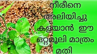 ശരീരത്തിലെ  നീര് പോവാനുള്ള  ഒറ്റമൂലി # Health tip#തഴുതാമ വെള്ളം / Thazhuthama drink ( malayalam)