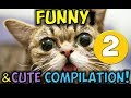 Tiger Funnies - You Will Laugh Till You FART - World's FUNNIEST Compilation - Tiger Funnies