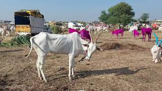 खिल्लार शेतकर्‍यांची शान. Chadchan yatra 2012(3)