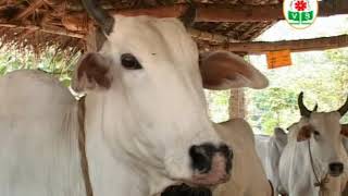 Indigenous cow breed's (india)இந்திய நாட்டு பூர்வீக மாட்டினங்கள்