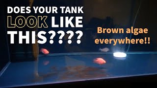 How to eliminate/Control Brown Algae!!!! (DIATOMS)