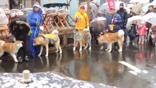 大舘あめっこ市　秋田犬パレード 2016/2/13