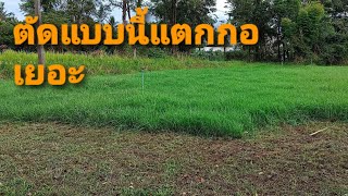 วิธีตัดหญ้าแพงโกล่า|อิมพอร์ตฟาร์ม