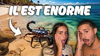 Ces animaux vont te CHOQUER au Mexique ! (scorpion, poisson crocodile...)