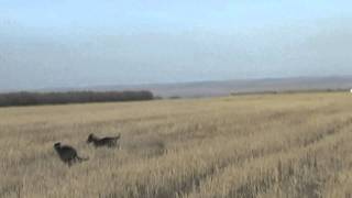 Greyhound hunting. Охота с грейхаундом. Лансер Драйв и Элбони Б