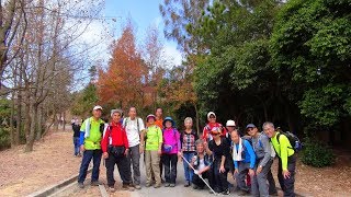 大欖郊遊賞黃葉  - 摯友旅行隊2018