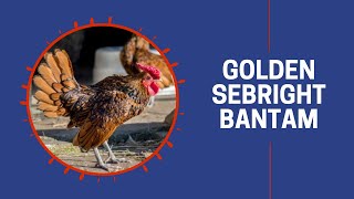 Golden Sebright Bantams at Cackle Hatchery