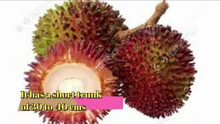 rare fruit pulasan