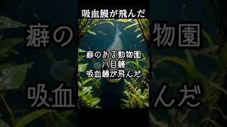 八目鰻吸血鰻が飛んだ【動物雑学】クスッと笑えるユーモラスな特徴を紹介しています。#shorts #動物 #雑学 #八目鰻