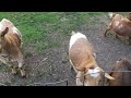 Montage of Chicken & Livestock Videos From 2018