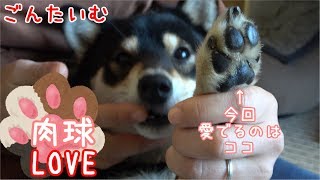 ごんたいむ【柴犬好き必見！】パーツで愛でる第３弾 肉球編 黒柴ゴン太の可愛い肉球