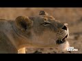 lioness chases off leopard to protect cubs and suffers tragedy