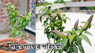 টবে লঙ্কা গাছের সম্পূর্ণ পরিচর্যা || How to grow Chilli Peppers in a Pot