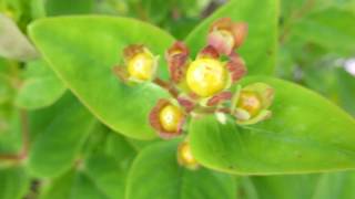 St. John's wort - Hypericum miracle - Aronsgullrunni  - Jónsmessurunni - Skrautplanta - Gul blóm