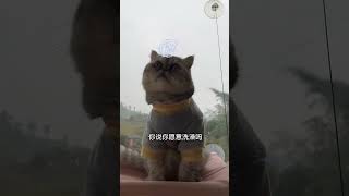 一只下雨天想要出去玩儿的小猫咪，成功被我三寸不烂之舌给劝退了。