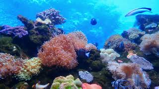 Making A Clean Jungle Aquarium For My Rainbowfish #fish #aquarium #relaxing #trending #tiktok