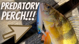 Catching YELLOW PERCH on a JERKBAIT!!!