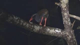 ヤンバルクイナ（2）塒（沖縄県国頭村） - Okinawa Rail - Wild Bird - 野鳥 動画図鑑