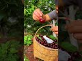 amazing fresh fruit 🍒🍒 amazingfruit freshfruits fruit amazingfacts amazingfruitcutting