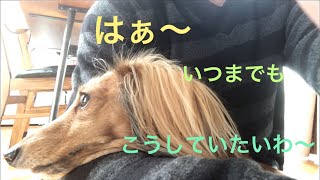 ミニチュアダックスフンド 野生化から物思いモモさん(≧∀≦)