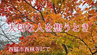 【日本の風景】紅葉の中で、大切な人を想うとき｡【兵庫県西脇市】