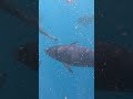 diving with hundreds of bluefin tuna in spain bluefintuna travel