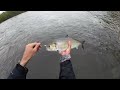 American Shad on the Delaware River April 2024 - 5 Species!!