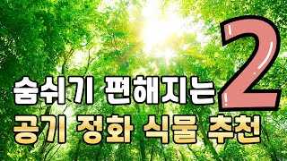 90%가 오해하는 식물의 공기정화 원리 / 공기정화 식물 추천 5가지 2편 / 관엽식물 관리 초급편