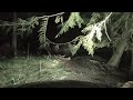 night driving on abandoned forest road asmr scary