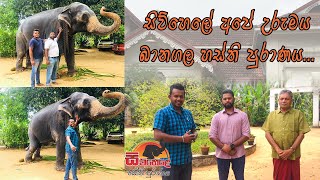 Travel With Elephant | Banagala Elephant History |  සිව්හෙලේ අපේ උරුමය බානගල හස්ති පුරාණය | Vlog 07