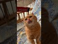 短い足が可愛すぎる猫　 猫 cat マンチカン マンチカン短足 マンチカン部 動物動画 猫動画 猫のいる暮らし おもしろ動画 癒し動画