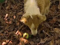 huell howser avocados and a dog that eats avocados