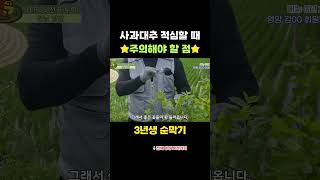 사과대추 순막기 때 꼭 주의할 점은?