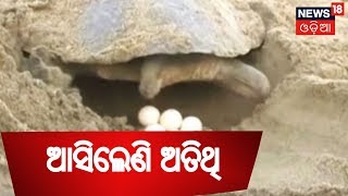 Kendrapara:ଆସିଲେଣି ଅତିଥି,କଇଁଛଙ୍କ ଆଗମନରେ ଚଳଚଞ୍ଚଳ ଗହିରମଥା | AAMARI ODISHA