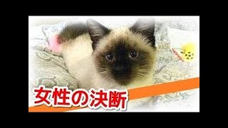 恋愛映画フル2017 『猫なんかよんでもこない。』泣ける【映画 HD】 new HD