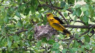 Golden Oriole (Oriolus oriolus)