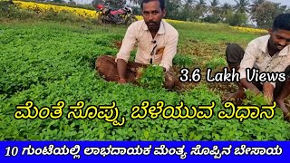 10 ಗುಂಟೆಯಲ್ಲಿ ಲಾಭದಾಯಕ ಮೆಂತೆ ಸೊಪ್ಪಿನ ಬೆಳೆ fenugreek leaf( mentya) vegetable farming in kannada.