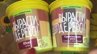 Набор «Вырасти, дерево!». Что произошло спустя месяц, после посева семян.