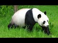 Panda Wu Wen Ouwehands Dierenpark 2024