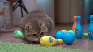 Cat bowling