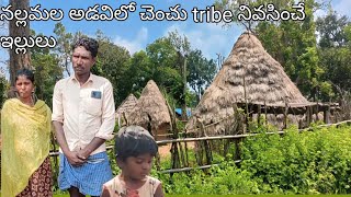 chenchu tribe houses //చెంచు ట్రైబ్ నివసించే గుడిసెలు// Nallamala forest #chenchu #chenchu life styl