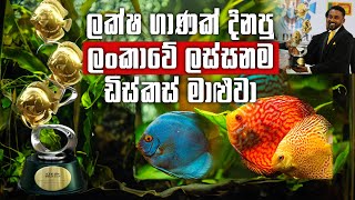 The Most Beautiful Discus Fish In Sri Lanka | ලක්ෂ ගාණක් දිනපු ලංකාවේ ලස්සනම ඩිස්කස් මාළුවා