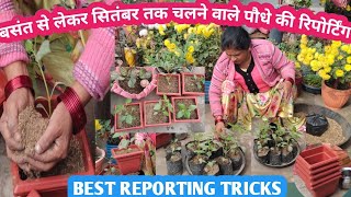 गर्मियों के फूलों के लिए अभी से ही इन पौधों की कर दे रिपोर्टिंग// Winter Flower reporting season....